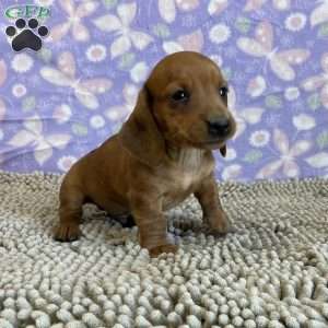 Greenfield store puppies dachshund