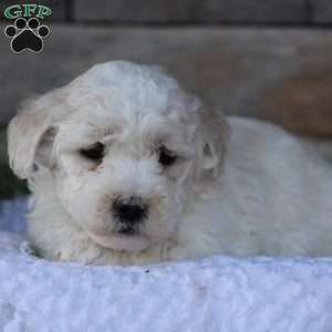 Miniature Poodle Mix Puppies For Sale | Greenfield Puppies