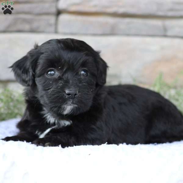 Addalyn, Miniature Poodle Mix Puppy