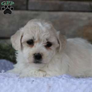 Miniature Poodle Mix Puppies For Sale | Greenfield Puppies
