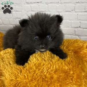 Short hair pomeranian puppies for clearance sale