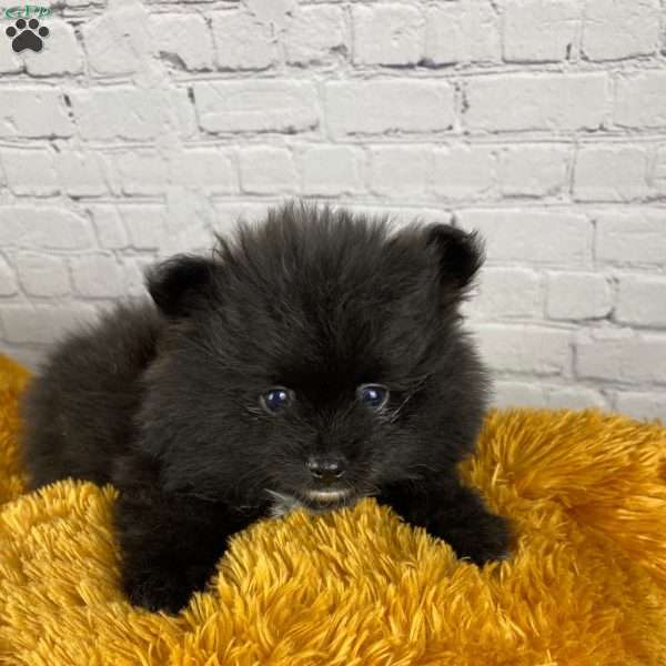 Clay, Pomeranian Puppy