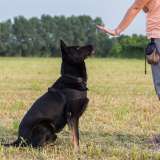 black german shepherd focused on trainer during training