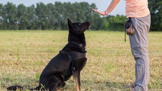 3 Tips for Managing Prey Drive in Dogs