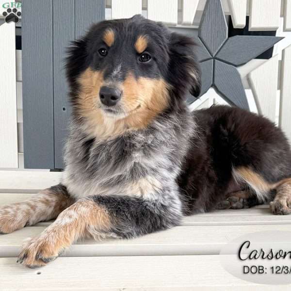 Carson, Blue Heeler Mix Puppy