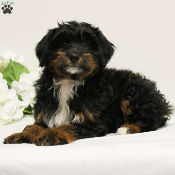 Chanel, Mini Bernedoodle Puppy