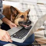 dog and human looking at a laptop together