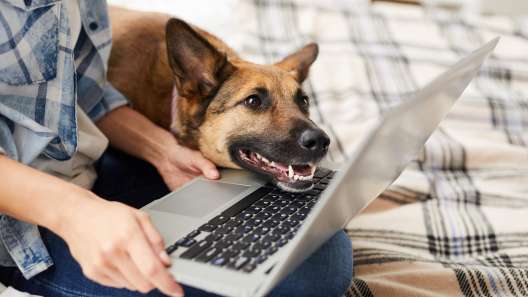 7 Best YouTube Channels for Dog Lovers