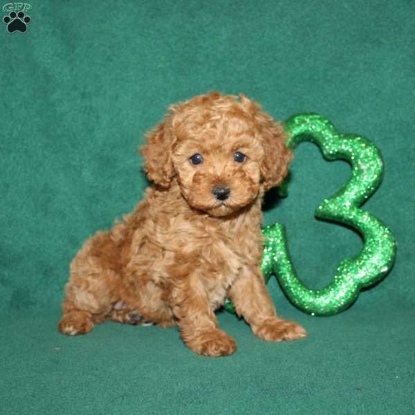Virginia, Miniature Poodle Puppy