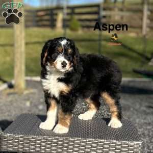 Aspen, Mini Bernedoodle Puppy