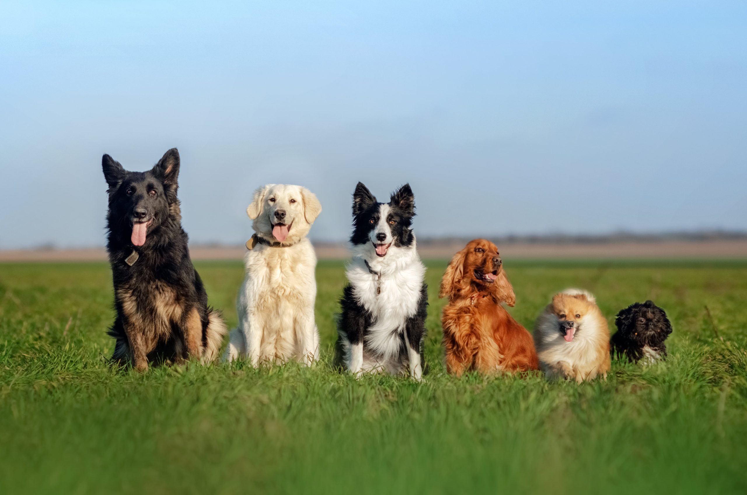 14 Common Dog Myths to Be Aware Of - Greenfield Puppies