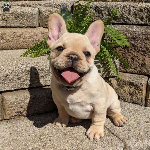 Lincoln, French Bulldog Puppy