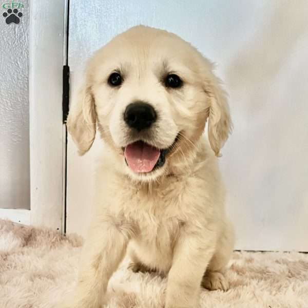 Luca, English Cream Golden Retriever Puppy