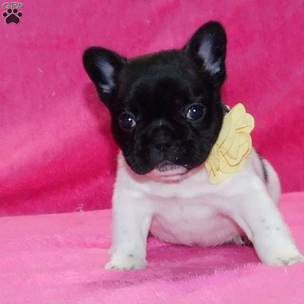 Sophie, French Bulldog Puppy
