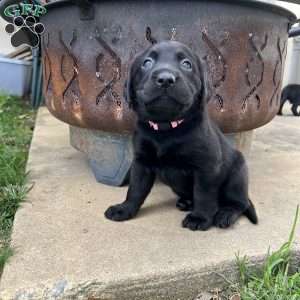 Oaklyn, Black Labrador Retriever Puppy