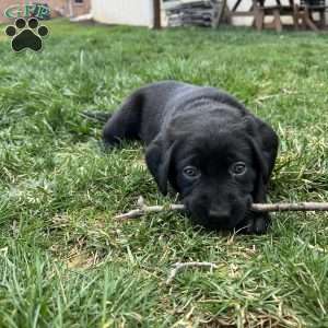 Oaklyn, Black Labrador Retriever Puppy