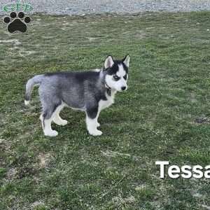 Tessa, Siberian Husky Puppy