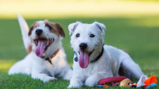 6 Benefits of Doggy Daycare