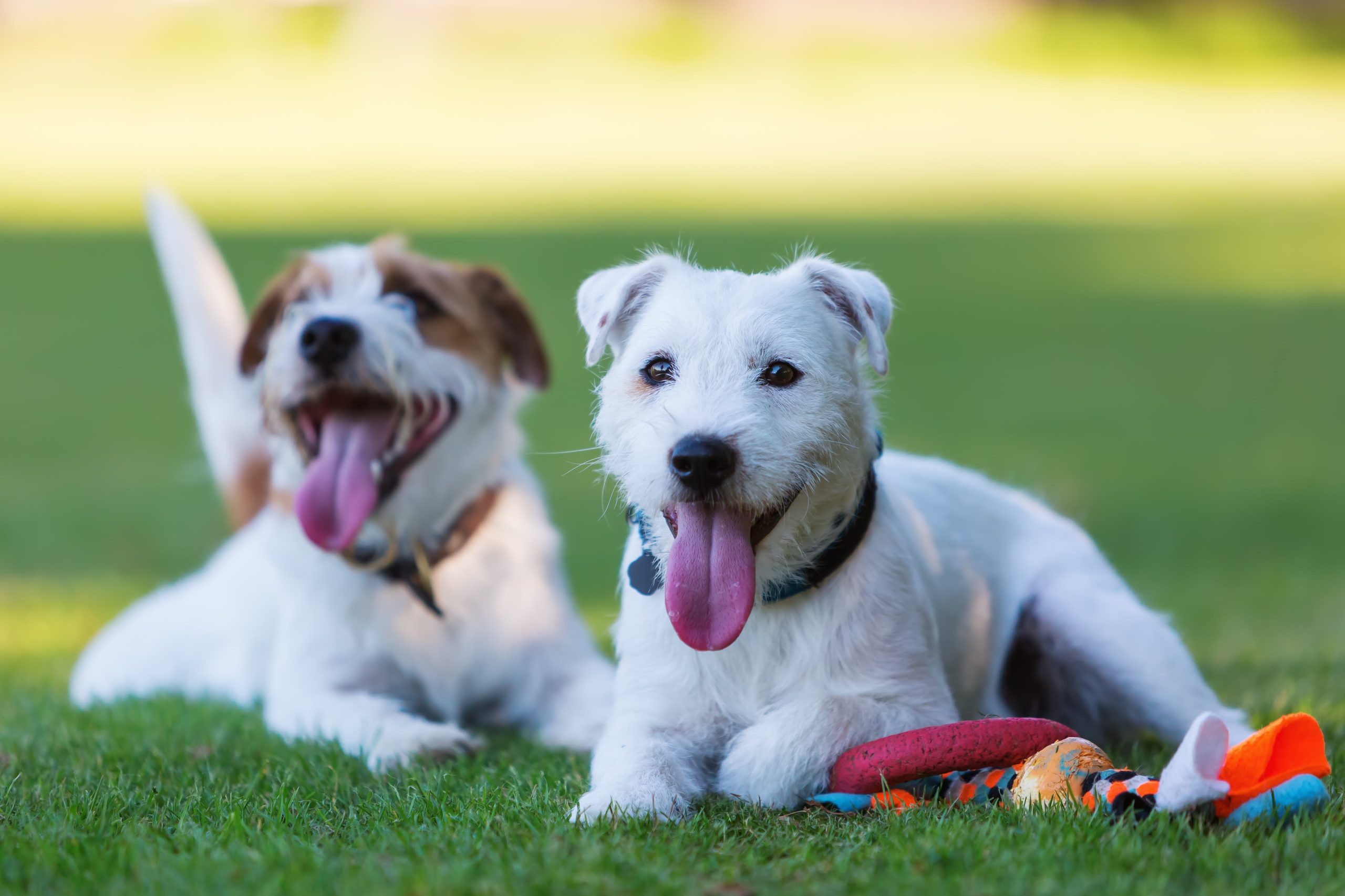 6 Benefits Of Doggy Daycare - Greenfield Puppies