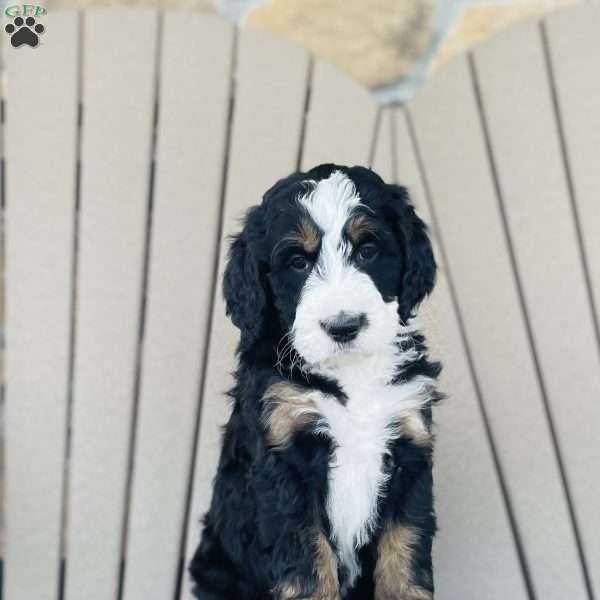 Charity, Bernedoodle Puppy