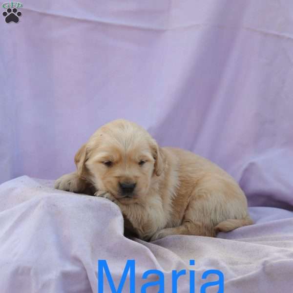 Maria, Golden Retriever Puppy