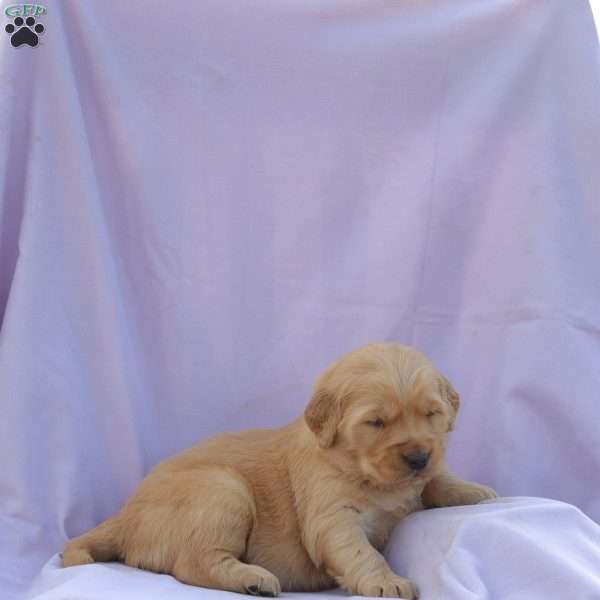 Maddie, Golden Retriever Puppy