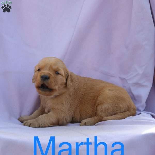 Martha, Golden Retriever Puppy