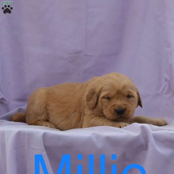 Millie, Golden Retriever Puppy