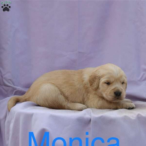 Monica, Golden Retriever Puppy