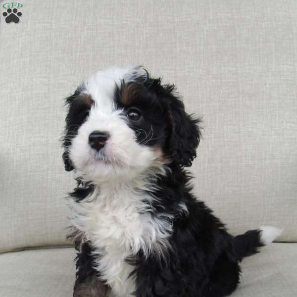 Samson, Mini Bernedoodle Puppy