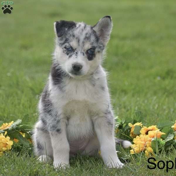 Sophia, Pomsky Puppy