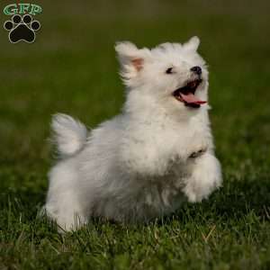 Chibby (Teacup), Bichon Frise Puppy