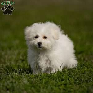 Chibby (Teacup), Bichon Frise Puppy