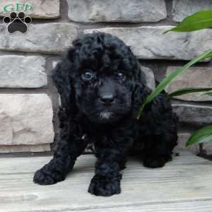 Clyde, Mini Labradoodle Puppy