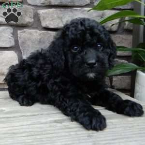 Clyde, Mini Labradoodle Puppy