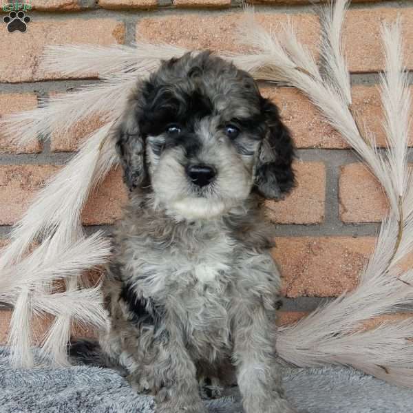 Sasha, Mini Labradoodle Puppy