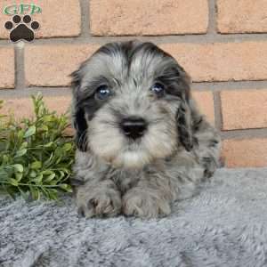 Charlie, Mini Labradoodle Puppy