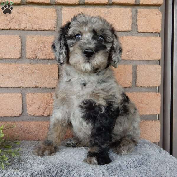 Parker, Mini Labradoodle Puppy