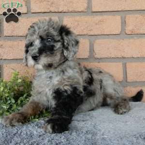 Parker, Mini Labradoodle Puppy