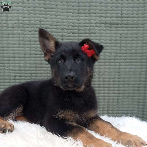 Oscar, German Shepherd Puppy