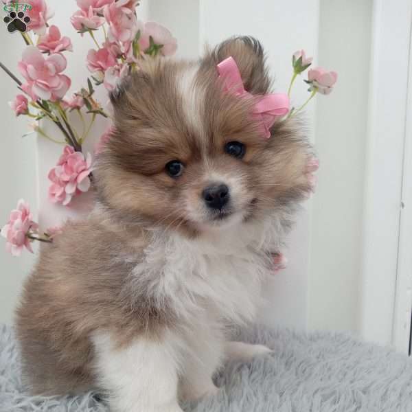 Nova, Pomeranian Puppy