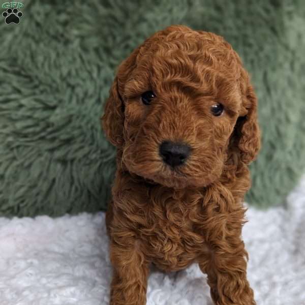 Mandi, Miniature Poodle Puppy