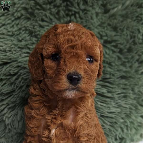 Darcy, Miniature Poodle Puppy