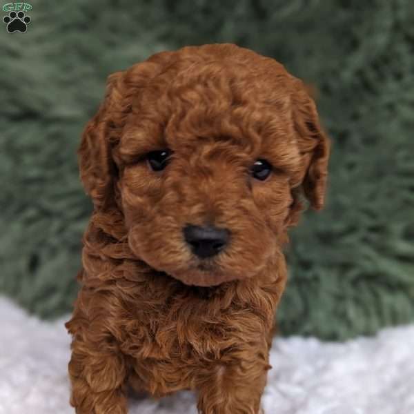 Darling, Miniature Poodle Puppy
