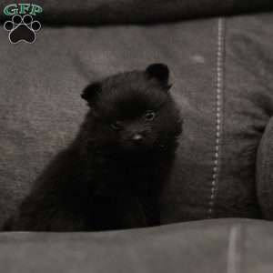 Shadow, Pomeranian Puppy