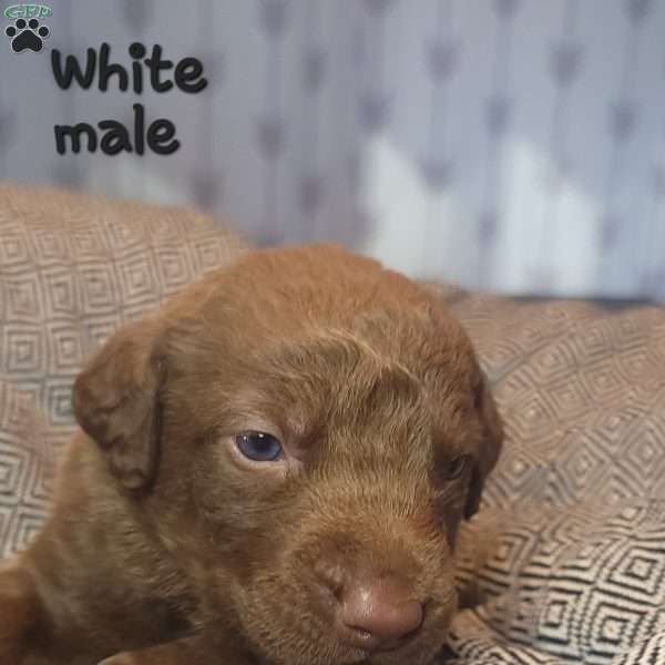 White, Chesapeake Bay Retriever Puppy