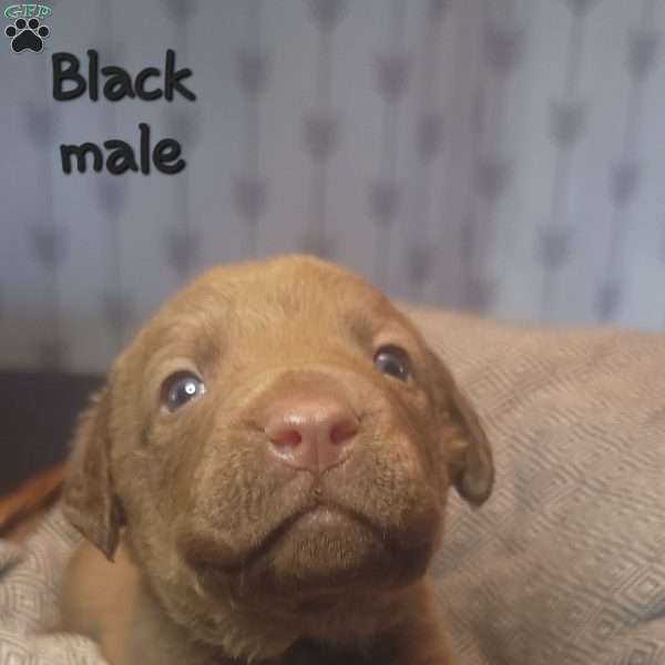 Black, Chesapeake Bay Retriever Puppy