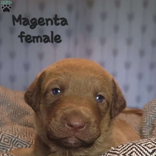 Magenta, Chesapeake Bay Retriever Puppy