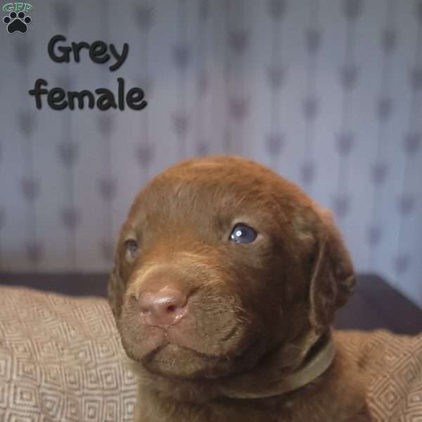 Grey, Chesapeake Bay Retriever Puppy