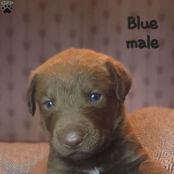 Blue, Chesapeake Bay Retriever Puppy
